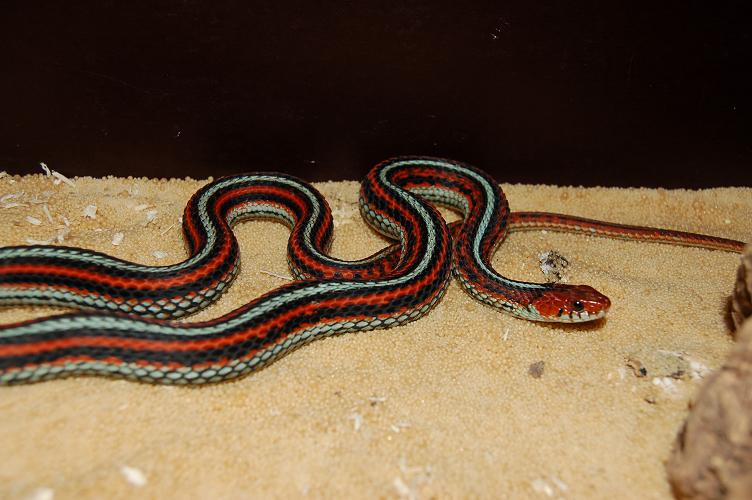 garter2