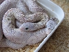 bullsnake