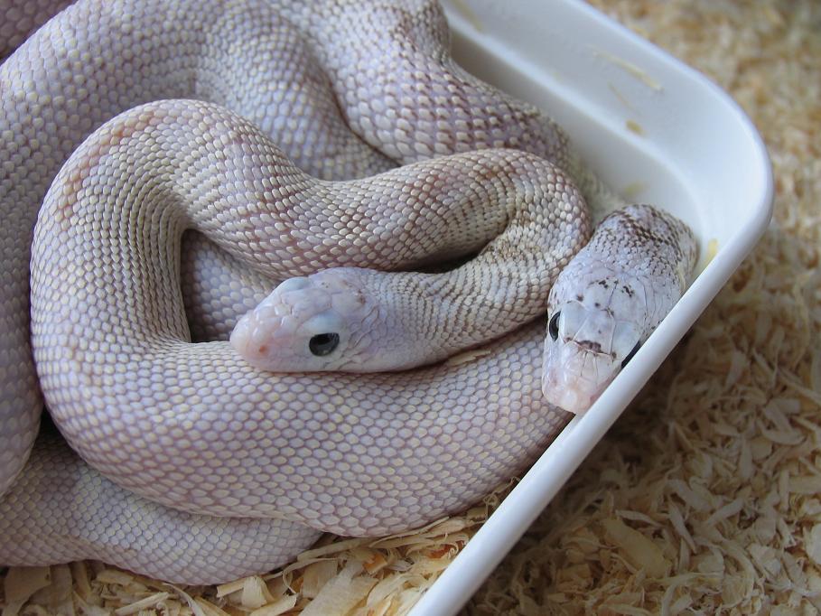 bullsnake