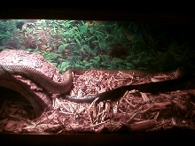 black tail cribo 2