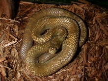 unicolor cribo