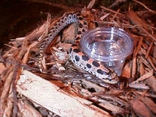 reddish/orange southern hognose from FL