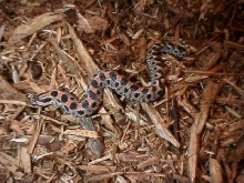reddish southern hog top view