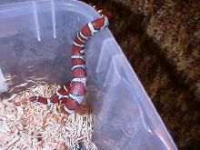 St Mary's Co Maryland Coastal Plains Milksnake