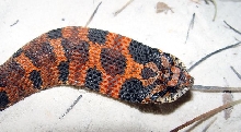red eastern hognose
