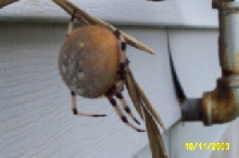 What is this?