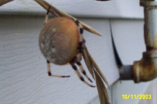 What is this?