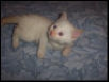 Lil' Tiffany 2003