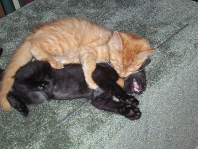 They Love Each Other
