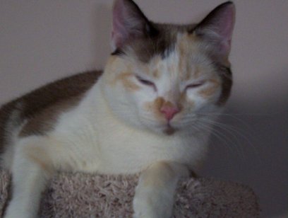 Sweet Maggie