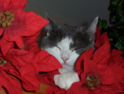 Santa Baby Kissie
