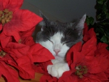 Festive Napping