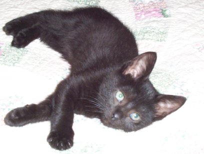 Little Simon