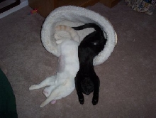 The Comfy Life