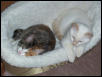 Sharing the bed