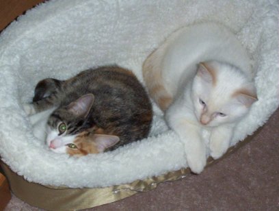 Sharing the bed