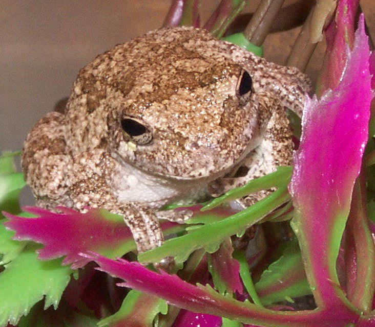 hi!