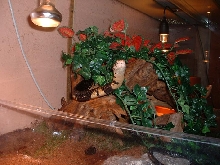 N. melanoleuca