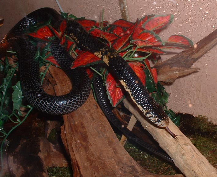 N. melanoleuca