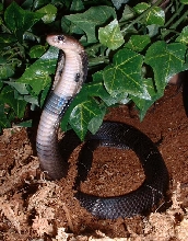 N. kaouthia