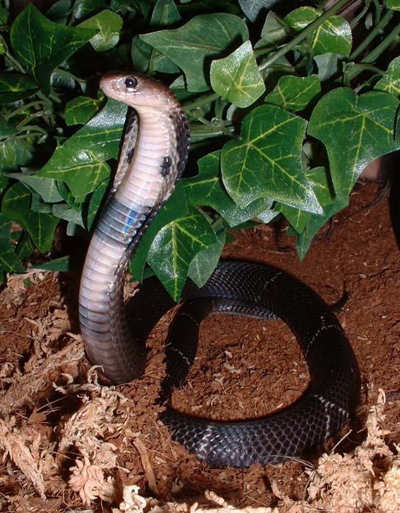 N. kaouthia