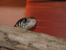 Forest cobra