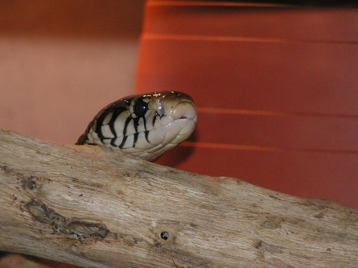 Forest cobra