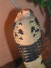 Forest cobra