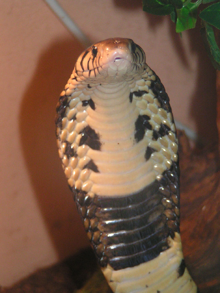 Forest cobra