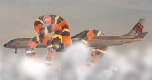 the dangers of shipping reptiles