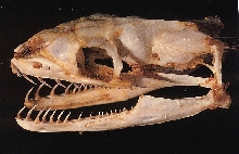 python scull