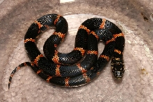 AK female 1st shed