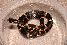 Apalachicola king 3rd shed