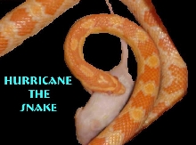 Hurricane the snake returns