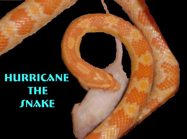 Hurricane the snake returns