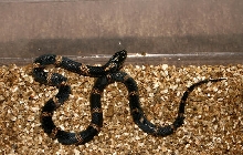 Apalachicola Kingsnake hatchling male