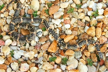 Apalachicola Kingsnake