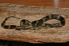Apalachicola Kingsnake male 18 months