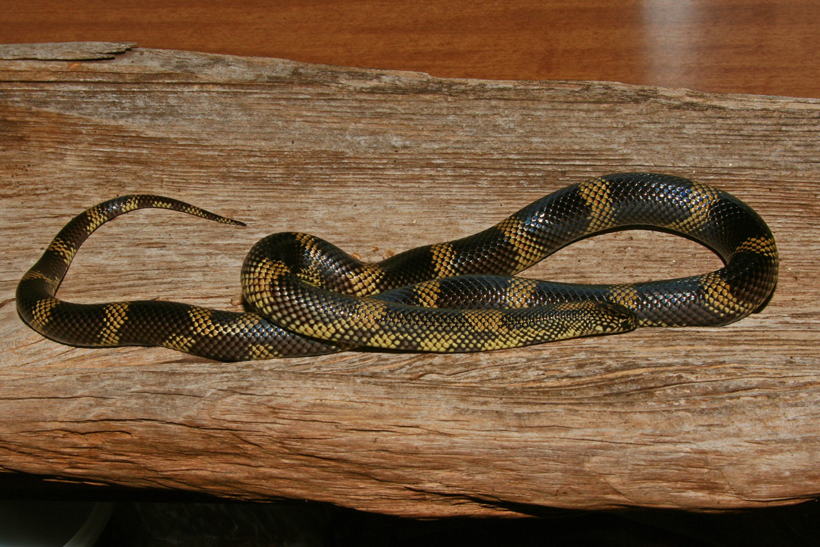 Apalachicola Kingsnake male 18 months