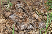 Aberant gray rat from N. FL
