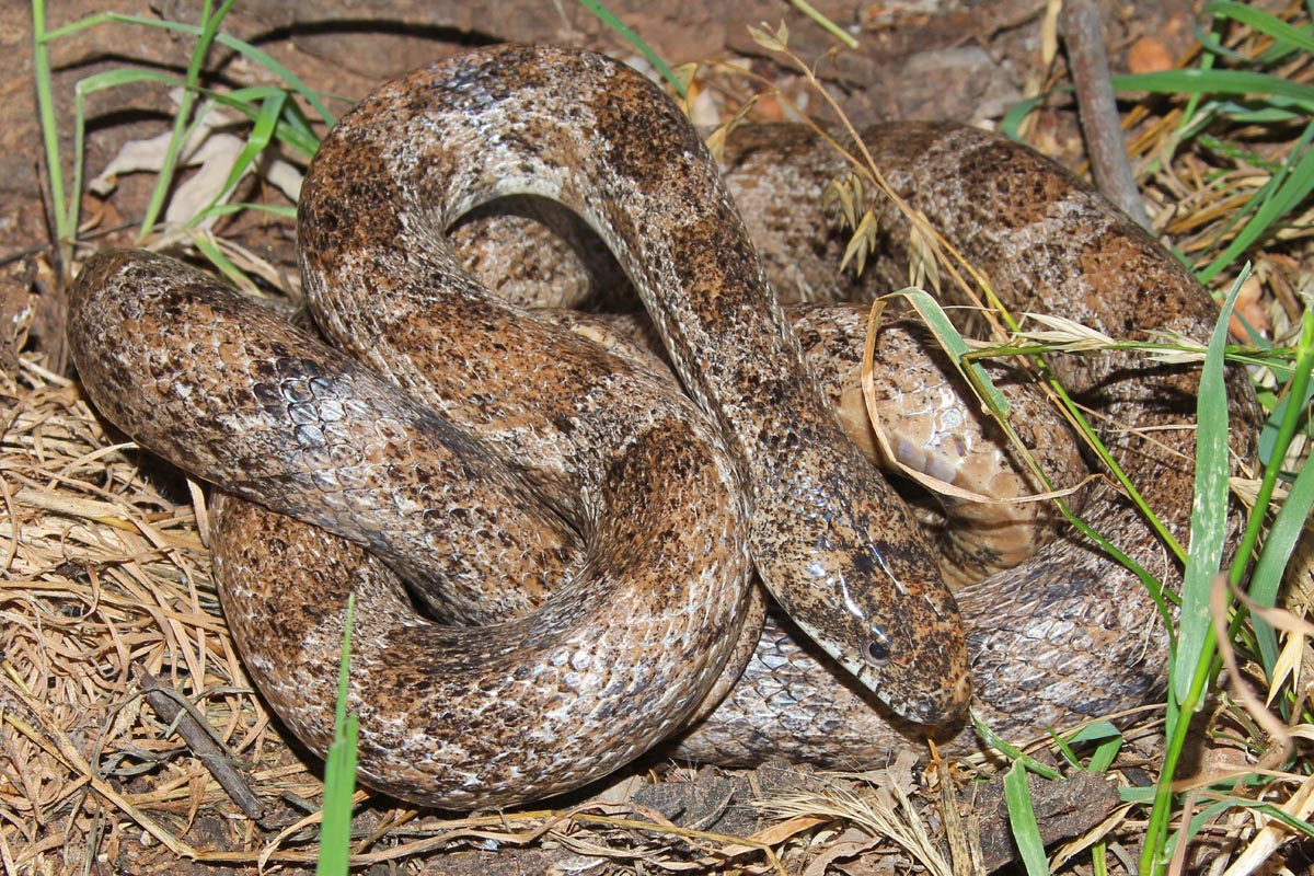 Aberant gray rat from N. FL