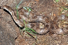 Aberant gray rat from N. Fl (2)