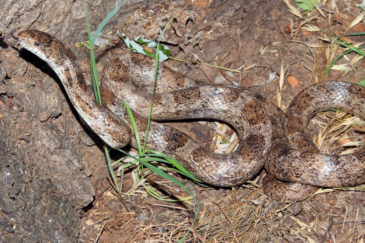 Aberant gray rat from N. Fl (2)