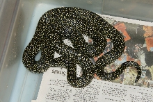 Wilcox co. male Speckled kingsnake
