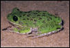 Barking Treefrog
