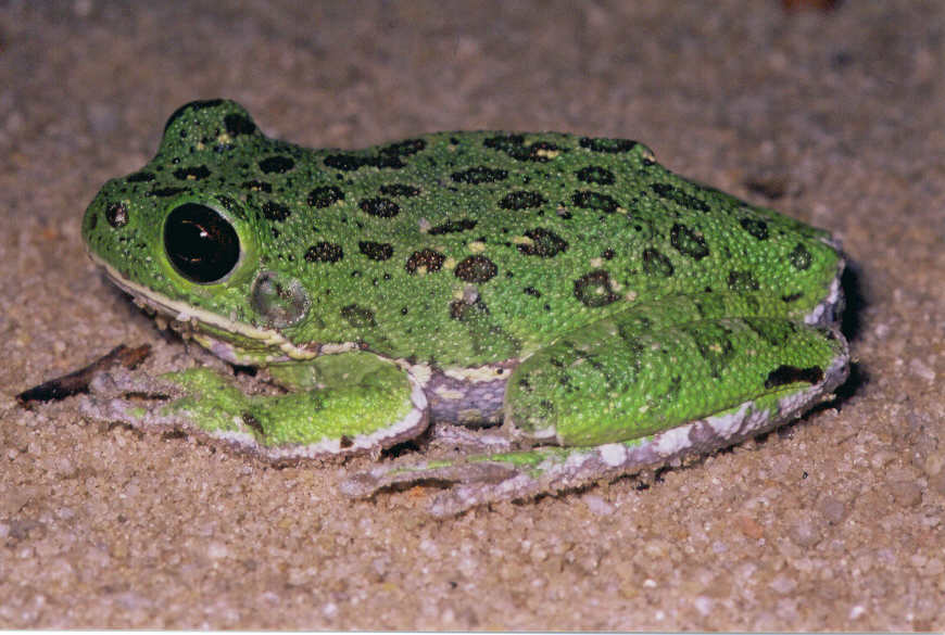 Barking Treefrog