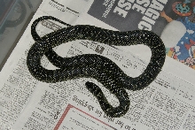 Autauga co. female Speckled kingsnake