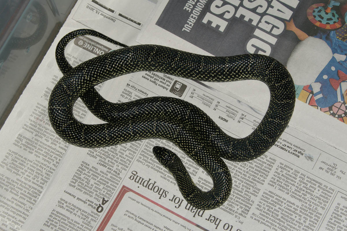 Autauga co. female Speckled kingsnake