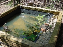 Landscape Timber Pond complete