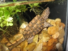 Hatchling AST